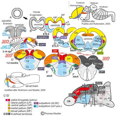 The Zebrafish Amygdaloid Complex – Functional Ground Plan, Molecular Delineation, and Everted Topology